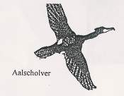 Aalscholver